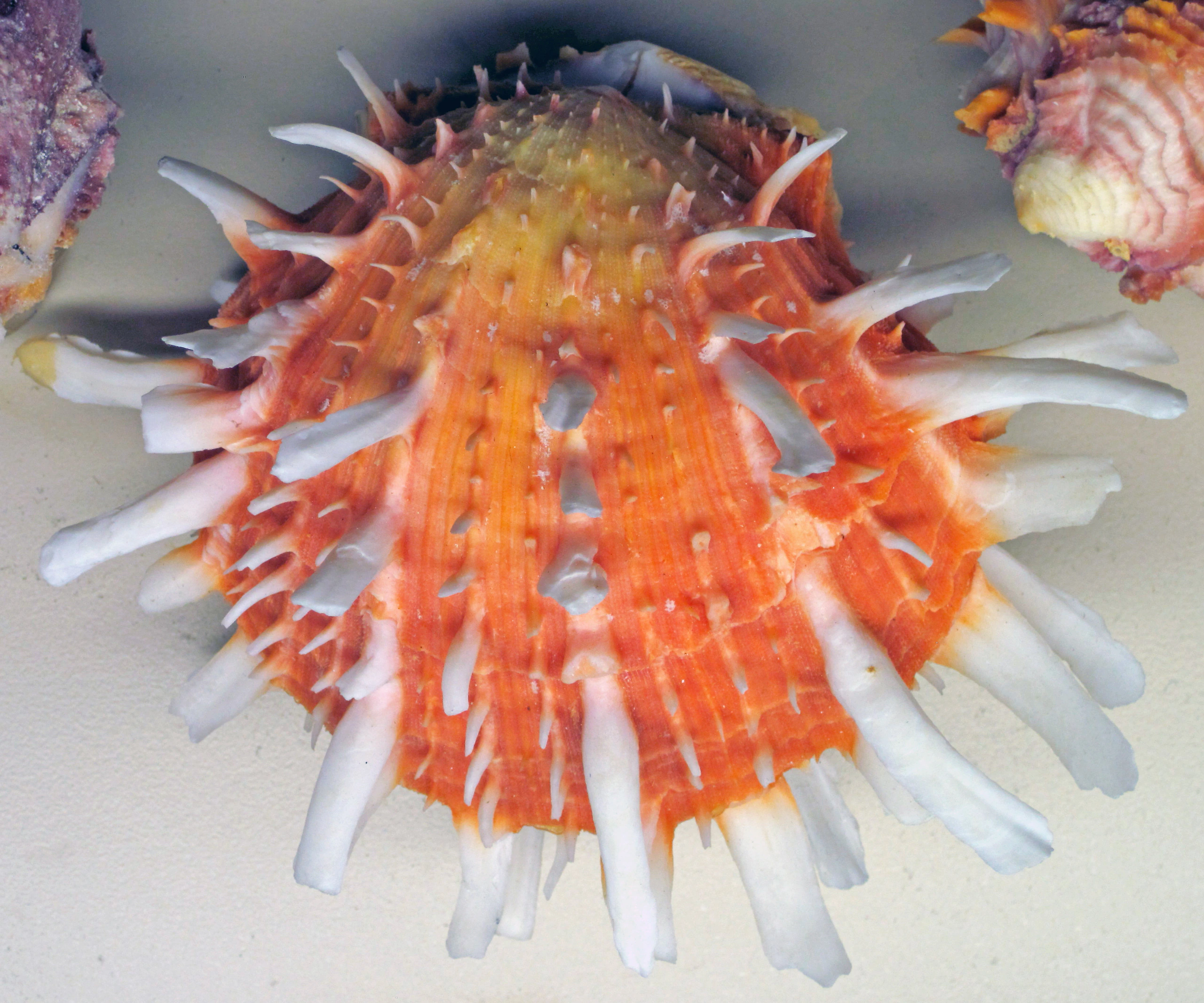 The Sacred Mullu (Spondylus) Imperial Industry