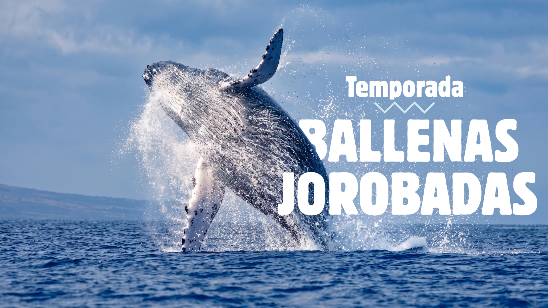 Temporada de Avistamiento de Ballenas Jorobadas